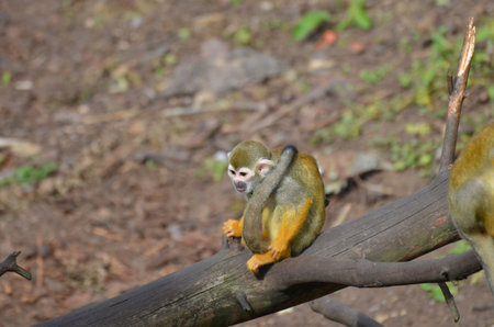 Squirrel monkey on a fallen tree.の写真素材
