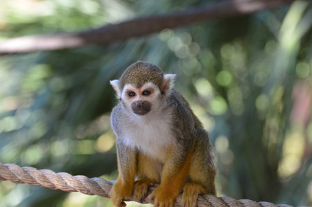 Great looking squirrel monkey sitting on a rope.