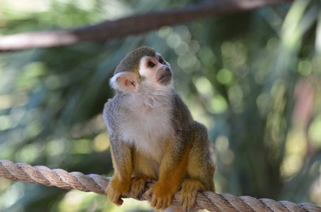 Really amazing squirrel monkey sitting on a rope.