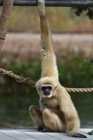 Cute javan langur monkey with blonde fur.