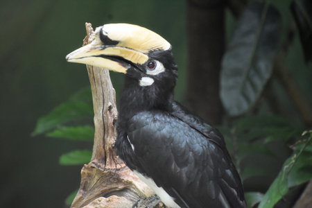 Hornbills are unusual looking birds that are commonly found in the rain forest.