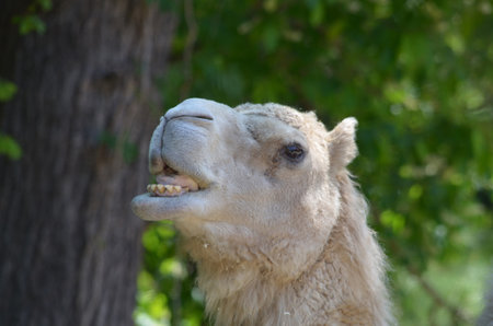 Camel sticking his tongue out.