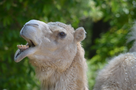 Funny face on a shaggy camel. Is this an attempt at a smile?