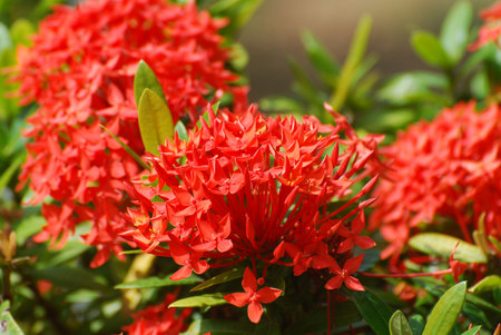 Blooming red cleome flower blossom in a garden.