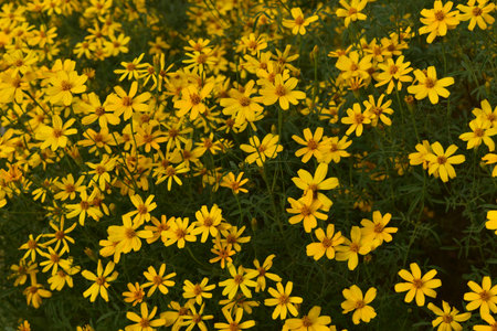 Stunning photo of yellow coreoposis flowers in a garden