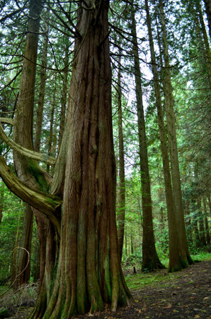 Stunning view of a gigantic scottish tree