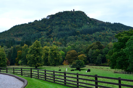 Beautiful lush countryside in scotland with some cows in a field