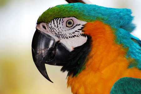 Beautiful colorful macaw with a hooked beak in Maui.