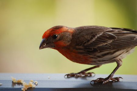 Cute little bird eating bread crumbs on a rail.