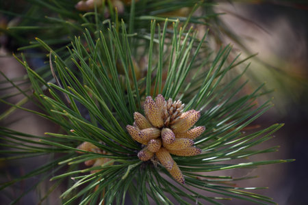 Pine tree bough with a cluster of pine cones.