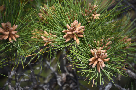Pine cones forming on a coniferous tree on the Cape Cod.