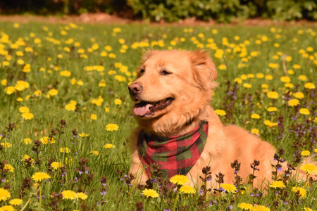 Spring day with a Yarmouth toller dog with a bandana resting in a field.