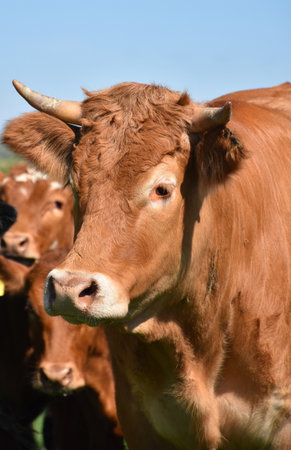 Beautiful tan bull standing with cows in the spring.