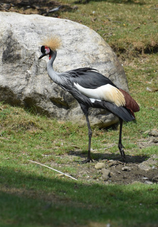 Profile of a east African crowned crane walking away.の写真素材