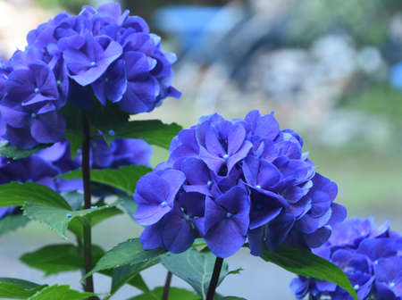 Gorgeous hydrangea bush blooming and flowering in the summer time.