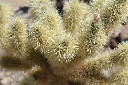 Beautiful cholla cactus with spines on it in California.