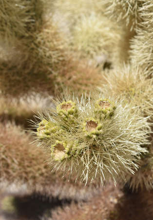 Group of budding cholla cactus flowers on a desert cacti.
