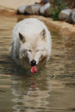 breathtaking White Wolf Cooling Off On A Beach
