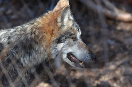 Beautiful Gray Timber Wolf Exploring The Wild