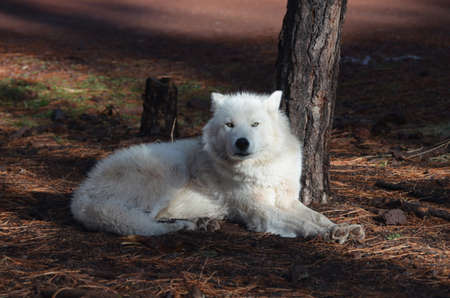 Stunning White Wolf resting In The Wilderness