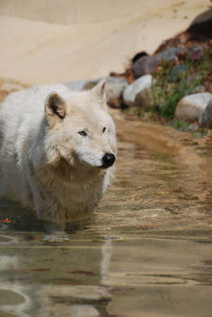 Breatjtaking White Wolf Enjoying A Drink On A beach