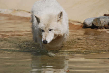 Compelling White Wolf Enjoying the Water On A Beach