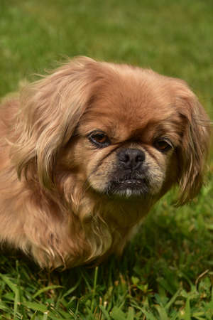Very sweet brown eyes on a fluffy cute ginger pekingese puppy dog.