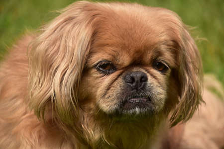 Close up look at the face of a fluffy ginger pekingese dog.の写真素材