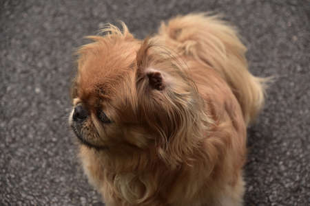 Furry pekingese puppy dog with her ear sticking up.の写真素材