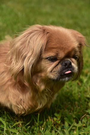 Cute ginger pekingese dog with it's pink tongue just peaking out.の写真素材