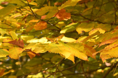 Yellow leaves on tree branches in early autumn in New England.