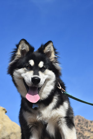 Cute sled dog sticking its tongue outの写真素材