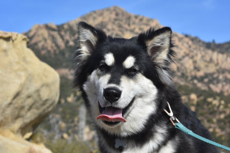 Beautiful husky puppy with its tongue sticking outの写真素材