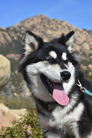 Cute husky puppy looking off into the distanceの写真素材