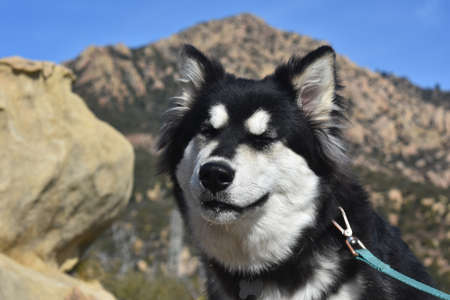 Cute siberian husky pupy closing its eyes
