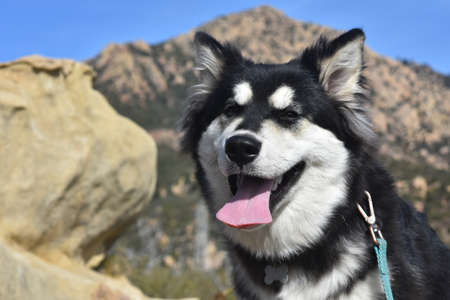 Cute husky puppy with a black and white coat