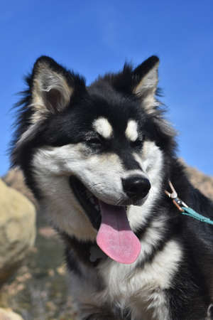 Adorable little alaskan malamute pupy smilingの写真素材
