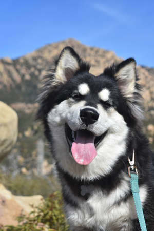 Mouth open and eyes closed what a cute husky puppy