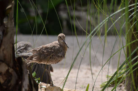 Willet bird on a white sand beach in the tropics.