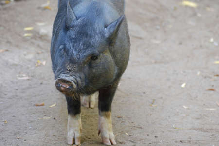 Wild boar with two toes and a long thin snout.