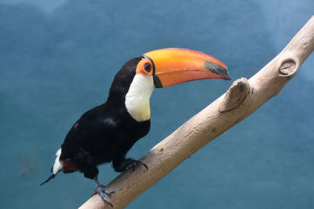 Toucan bird with a large oversized bill.