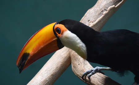 Large bill on a toucan in a perch.の写真素材