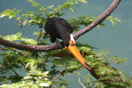 Tropical toucan sitting in the top of a tree.