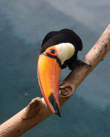 Close up look at the orange bill of a toucan.
