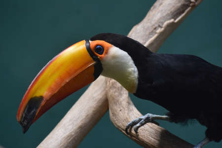 Toucan with a bright orange bill perched on wood.