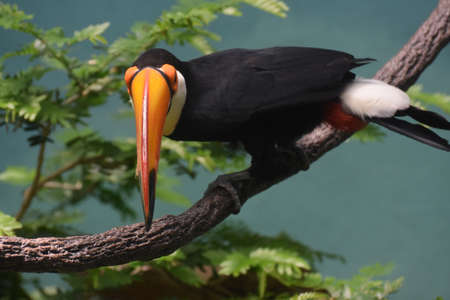 Looking down the orange bill of at toucan bird.