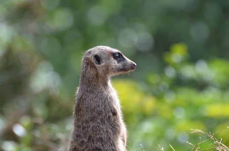 Side view of a meerkat profile.