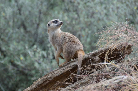 Wild meerkat guarding his encampment.