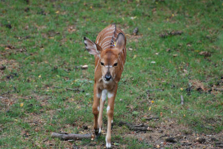 Young female nyala walking along the savannah.