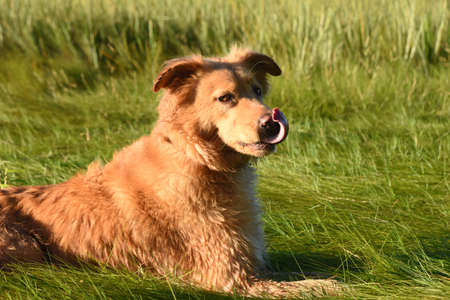 Adorable Nova Scotia duck tolling retriever dog licking the top of his nose.